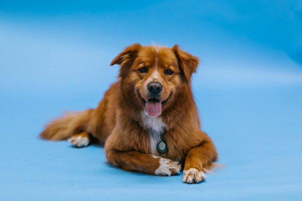 Guide complet des accessoires indispensables pour votre chien heureux