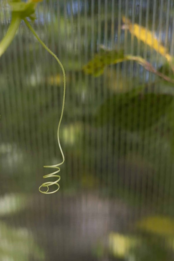 Comment les animaux polaires s'adaptent-ils au réchauffement climatique?